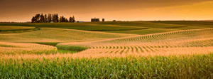 CornField_109030103